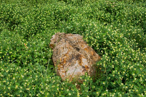 Rock found on a green grass background