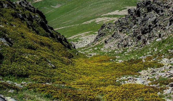 Green grass on highland meadow in in Artvin in Turkey