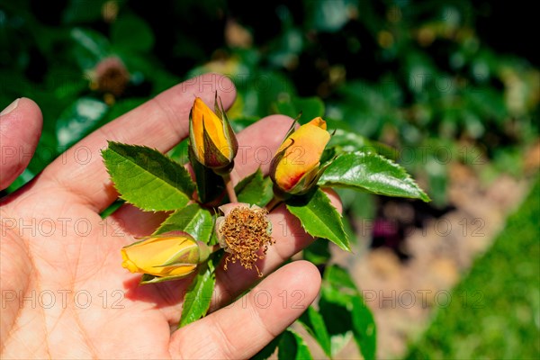 Flower without petals in the garden in spring