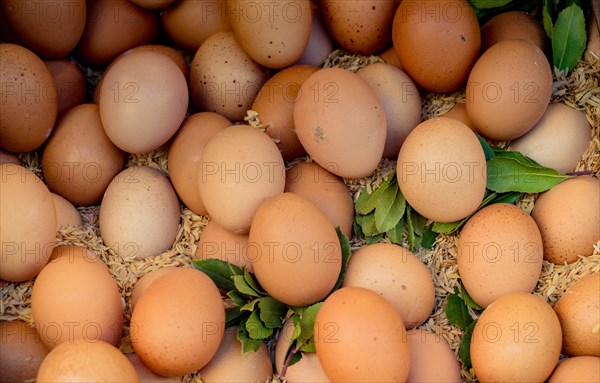 Organic fresh farm eggs at the market place