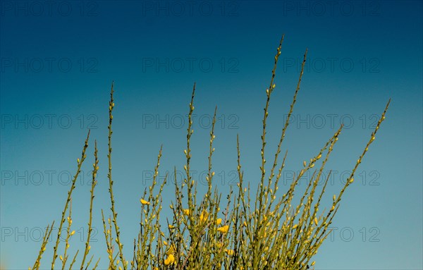 Colorful flowers bloom in the spring in trees