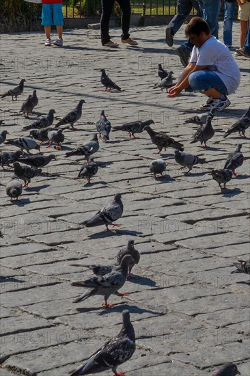 Lonely bird lives in the natural environment