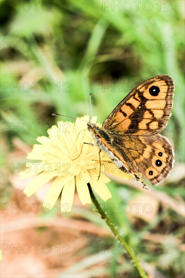 Beautiful butterfly perching on flower on nature background