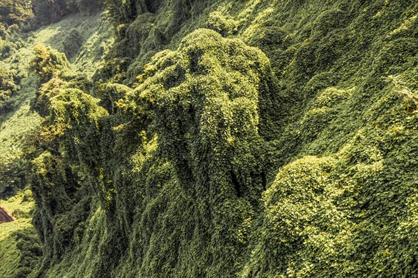 Green tree leaves as a background