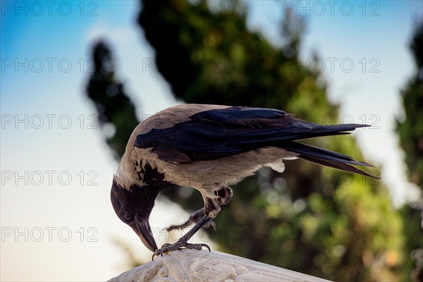 The Hooded Crow