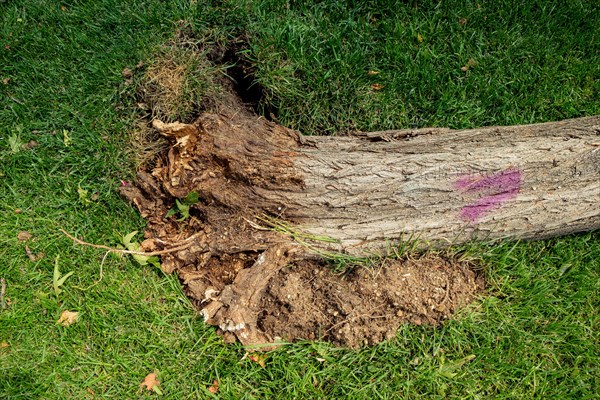 Fallen green tree in green grass in the view