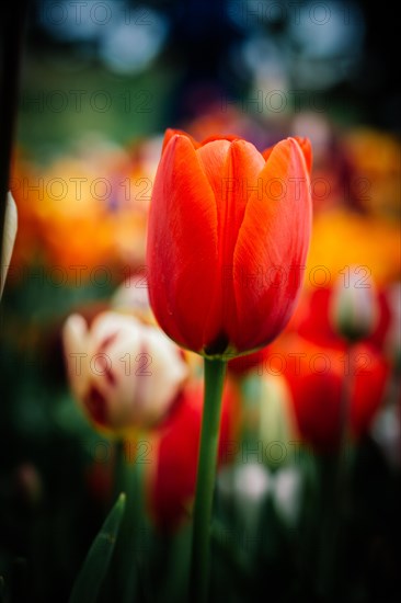 Beautiful tulips flower for postcard beauty concept design