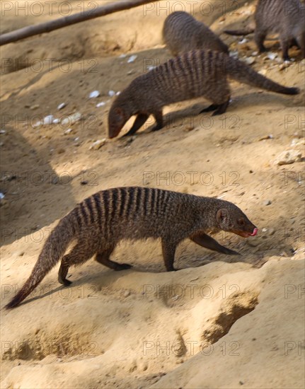 Banded mongoose as a Wild life animal walking on soil ground