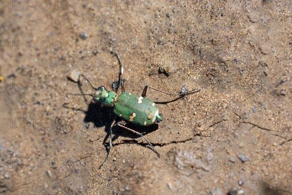 Little colorful bug in nature environment