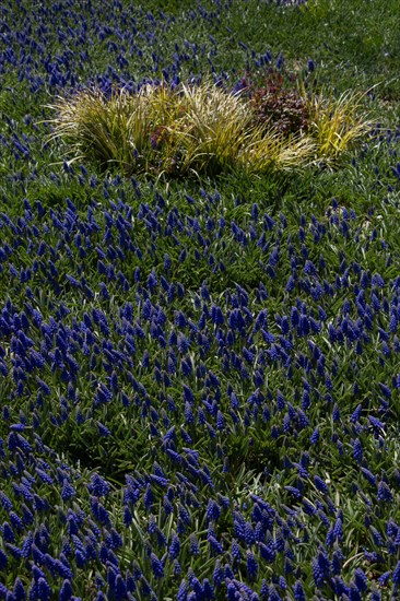 Blooming spring flowers as a colorful background