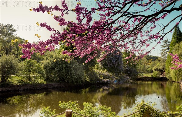 Colorful flowers bloom in the spring in trees