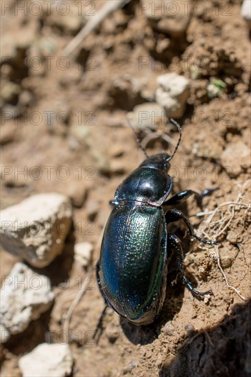 Black color bug walking