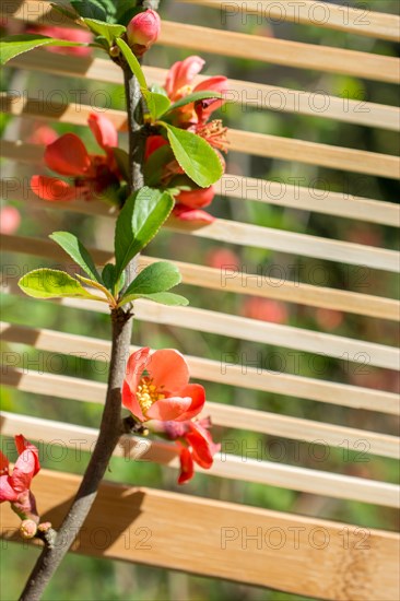 Tree bloom blossom beautiful flowers on a background
