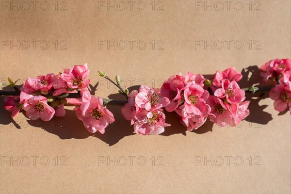 Tree bloom blossom beautiful flowers on a background
