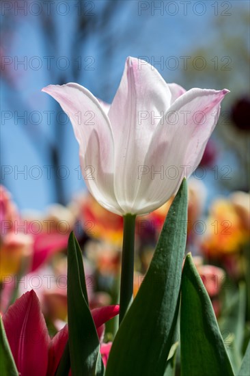 Outstanding colorful tulip flower bloom in the spring garden