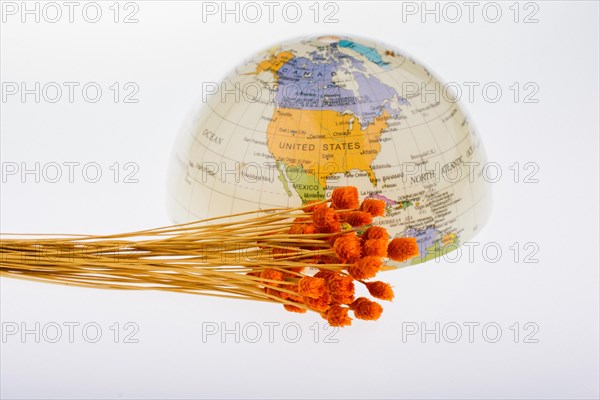 Bunch of dried flower on globe on dark background