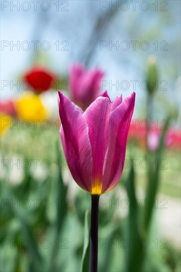 Outstanding colorful tulip flower bloom in the spring garden