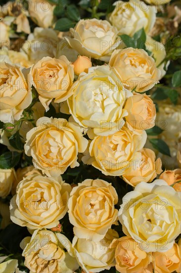 Blooming beautiful colorful roses as floral background