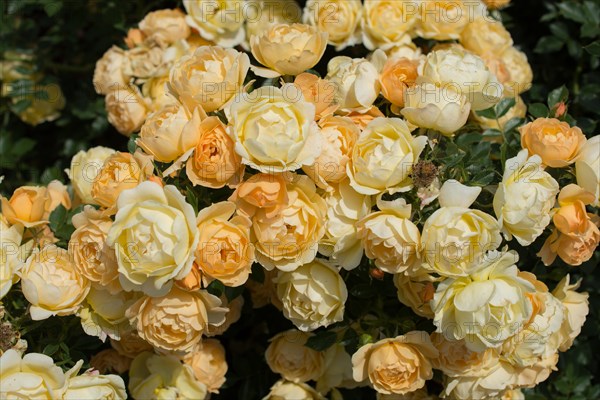 Blooming beautiful bunch of roses in spring garden