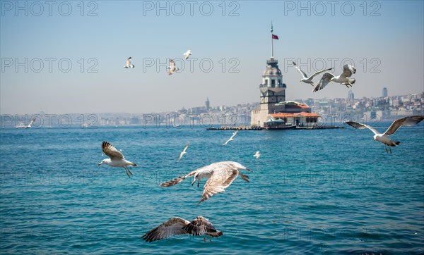 Seagull in a sky with a Maiden's tower at the back