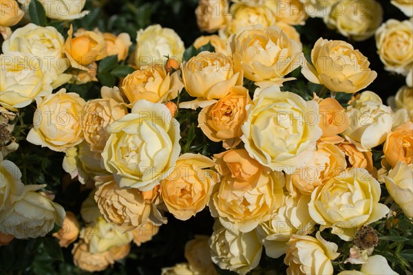 Blooming beautiful colorful roses as floral background