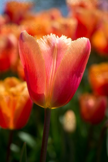 Outstanding colorful tulip flower bloom in the spring garden