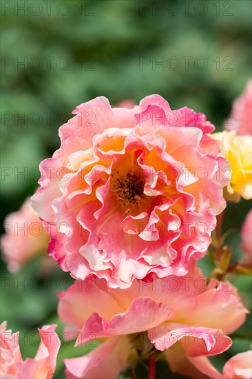 Blooming beautiful colorful rose in garden nature background