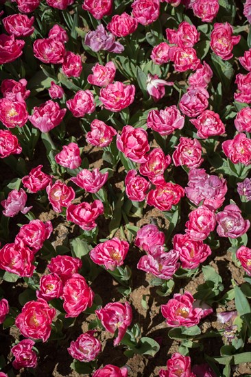 Blooming colorful tulip flowers in garden as floral background