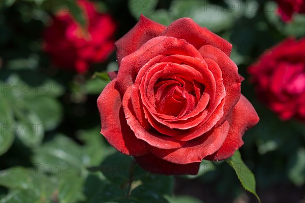 Beautiful colorful Rose Flower on garden background