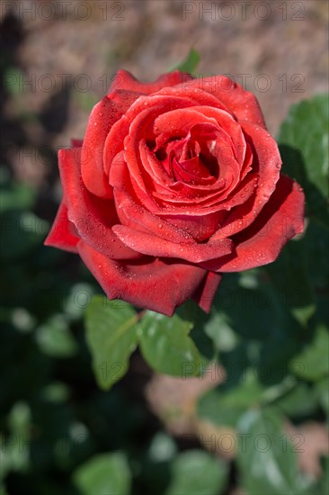Beautiful colorful Rose Flower on garden background