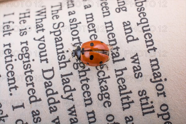 Beautiful photo of red ladybug walking on a book page