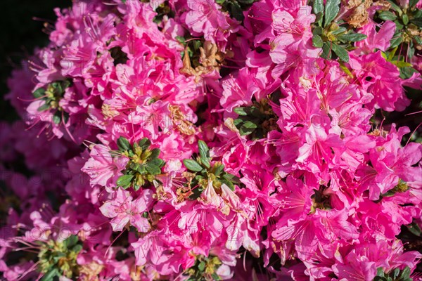 Blooming beautiful colorful natural flowers in view