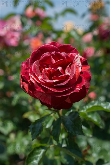 Blooming beautiful colorful rose in garden nature background
