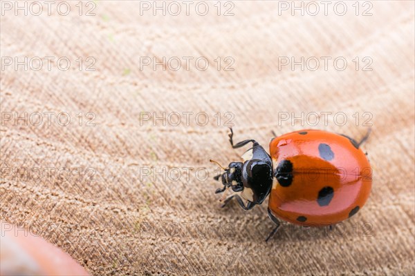 Beautiful photo of red ladybug walking on a piece of wood