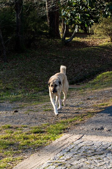 Turkish breed shepherd dog Kangal as livestock guarding dog