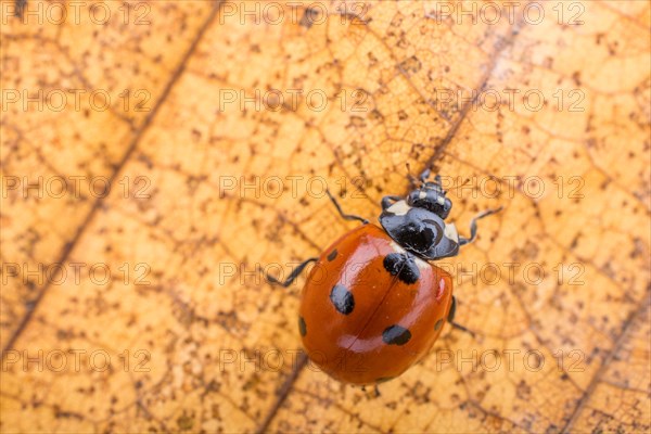 Beautiful photo of red ladybug walking on a dry leaf