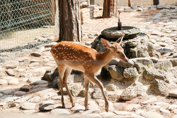 Gazelle walking in the zoo on the background covered with stones