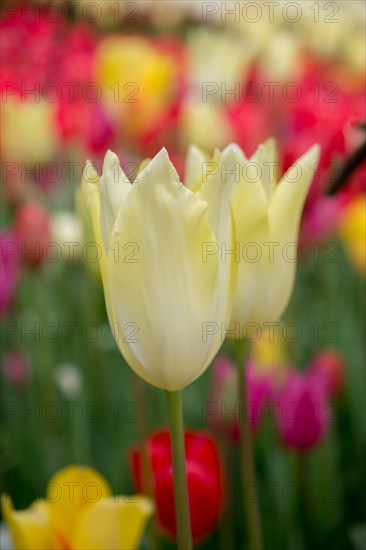 Outstanding colorful tulip flower bloom in the spring garden