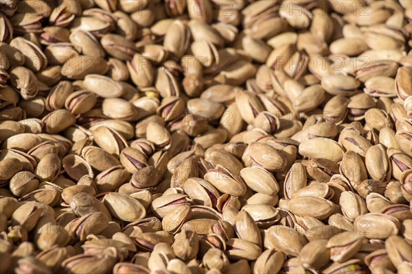 Pistachio nuts with shell ready to eat