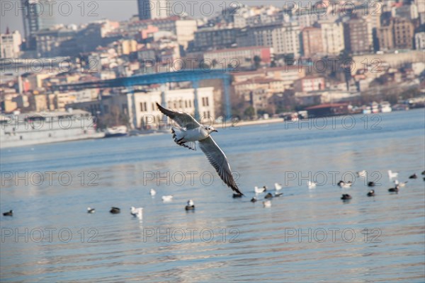 Seagulls flying in sky in Istanbul of Turkey