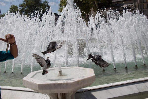 City pigeons by the side of water at a fountain