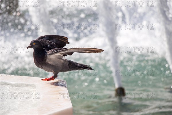 Lonely bird by the fountain lives in the urban environment