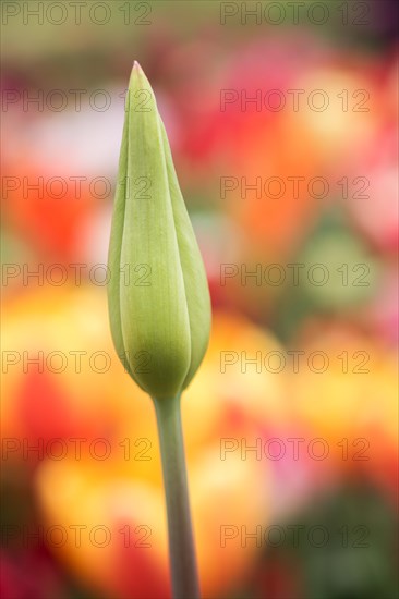 Outstanding colorful tulip flower bloom in the spring garden