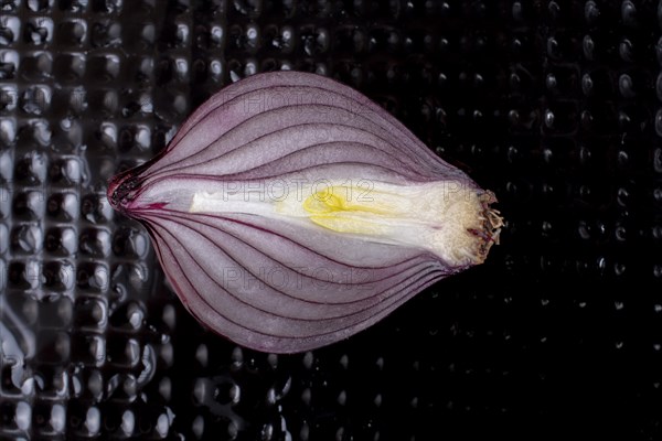 Red onion bulb cut in half on a certain background