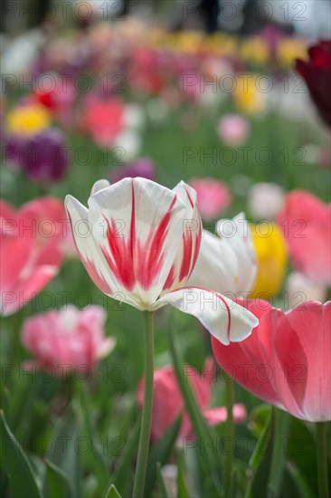 Outstanding colorful tulip flower bloom in the spring garden