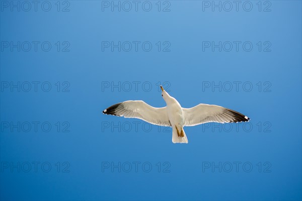 Single seagull flying in a blue sky as a background