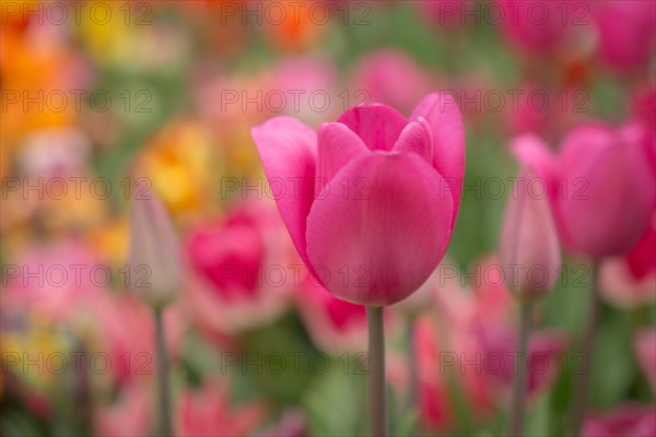 Outstanding colorful tulip flower bloom in the spring garden