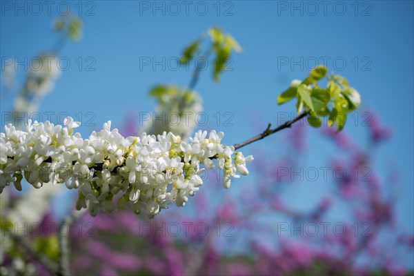 Colorful blooming wild spring flowers