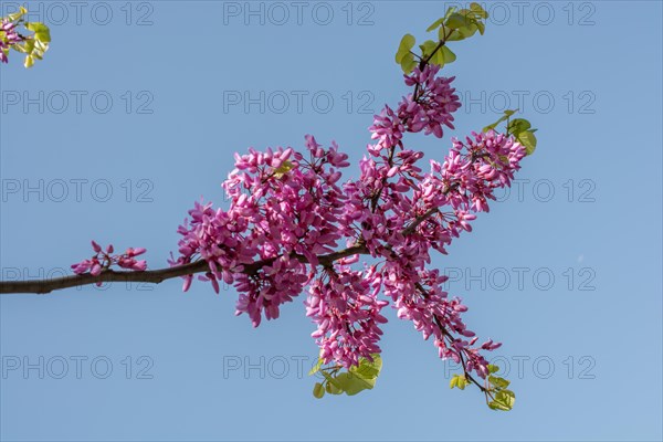 Colorful flowers bloom in the spring in trees