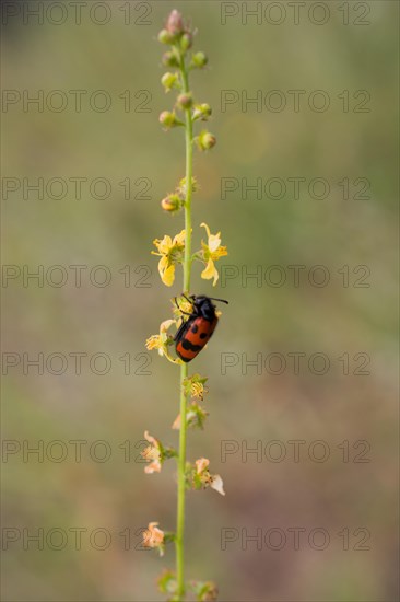 Red bug feeding on flowers in the nature